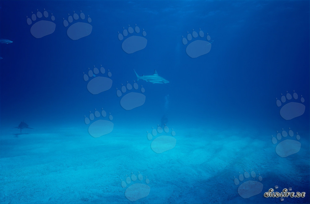 Requin à pointes noires et plongeur