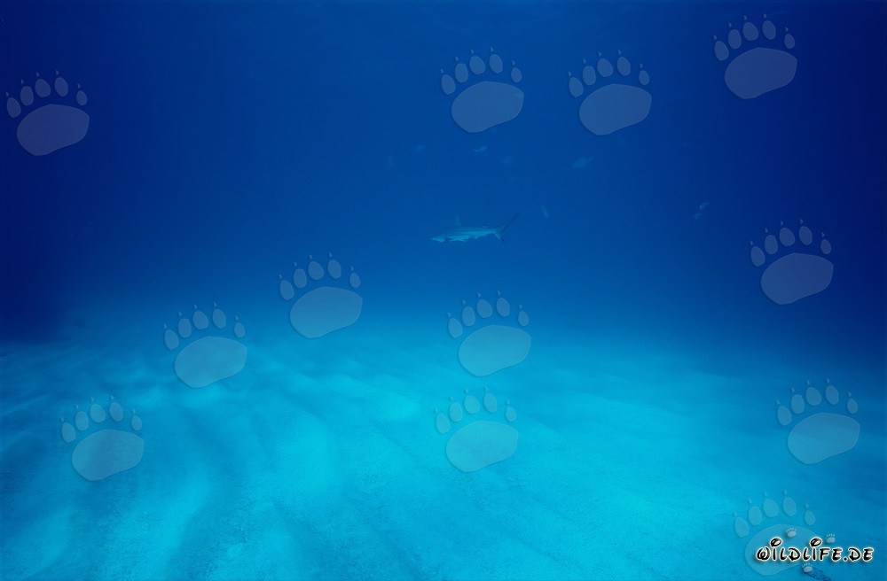 Fascinating blacktip shark swimming over sandy sea bottom