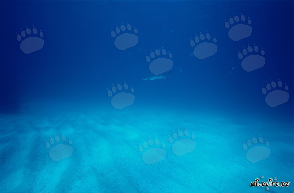 Fascinante tiburón de puntas negras nadando sobre el fondo marino arenoso