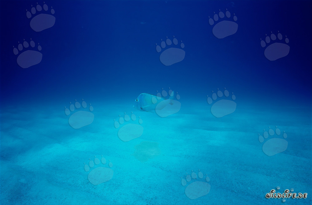 Fascinating Underwater World: Sea Bottom Spiral Cave