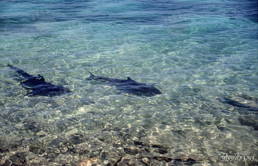 Bull Sharks - Fascinating Predators of the Seas