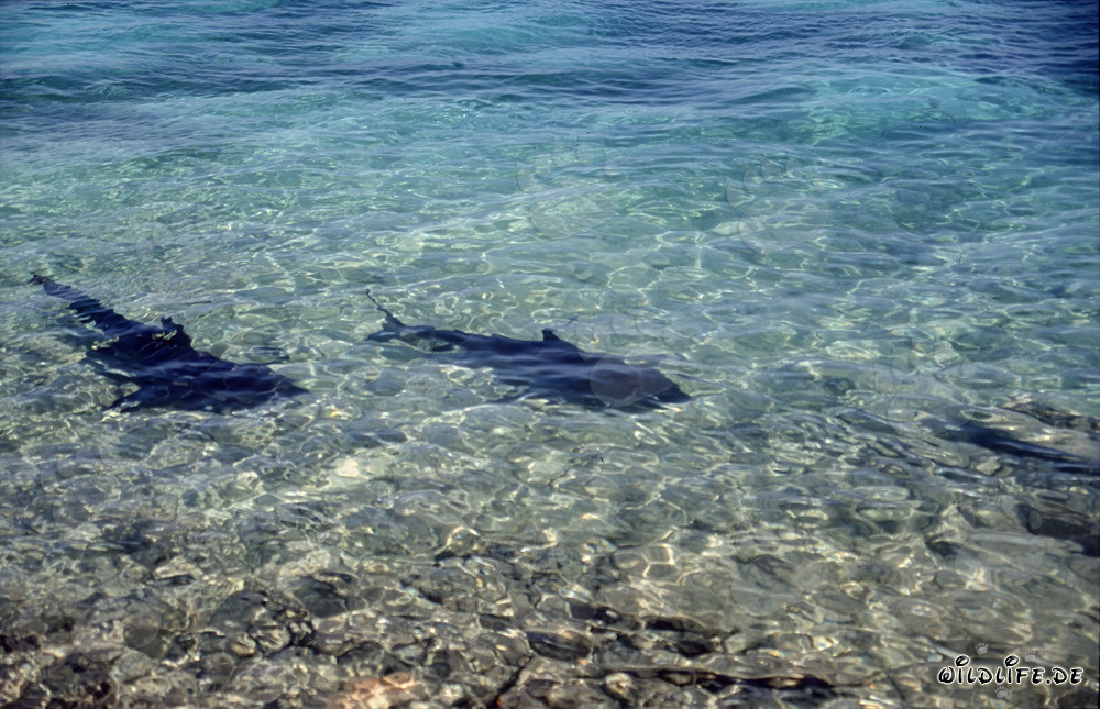 Requins taureaux - Fascinants prédateurs des mers