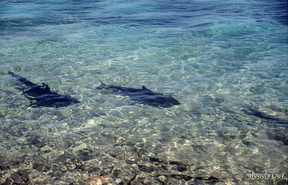Tiburones toro - Fascinantes depredadores de los mares