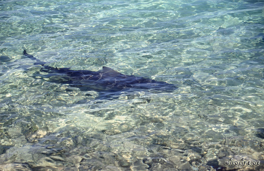 Bull shark (Carcharhinus leucas) in shallow water at the beach