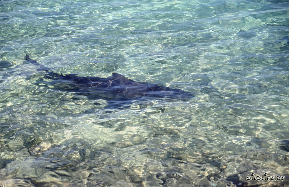 Requin taureau (Carcharhinus leucas) dans les eaux peu profondes de la plage