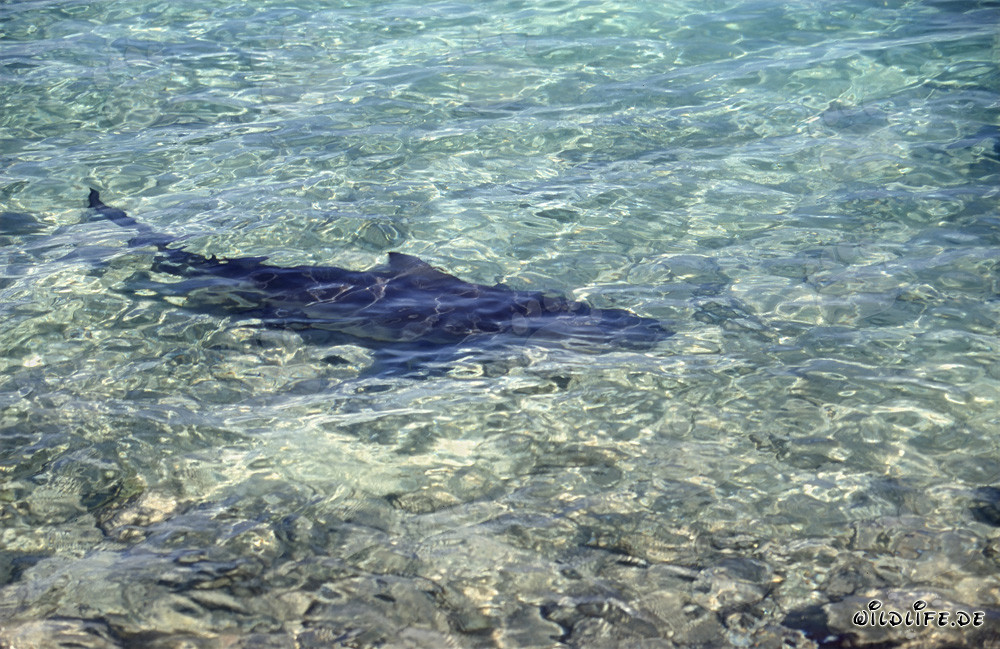 Squalo toro (Carcharhinus leucas) in acque basse sulla spiaggia