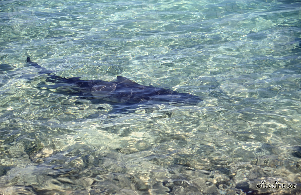 Tiburón toro (Carcharhinus leucas) en aguas someras en la playa