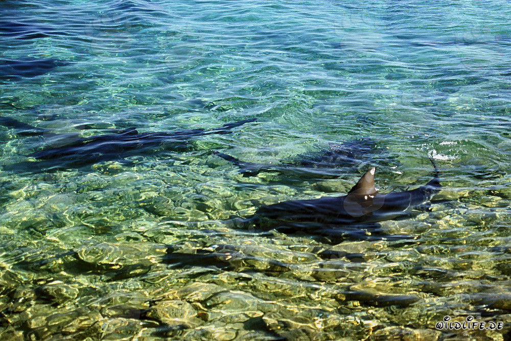 Fascinating Bull Sharks in the shallow waters of Shark Beach