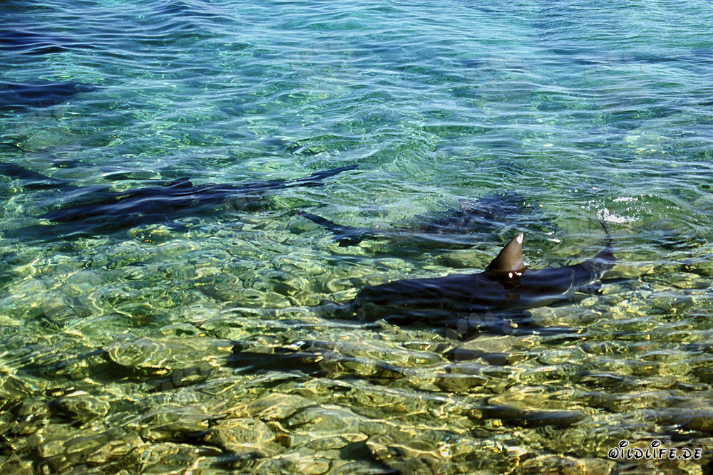 Faszinierende Bullenhaie in den flachen Gewässern von Shark Beach