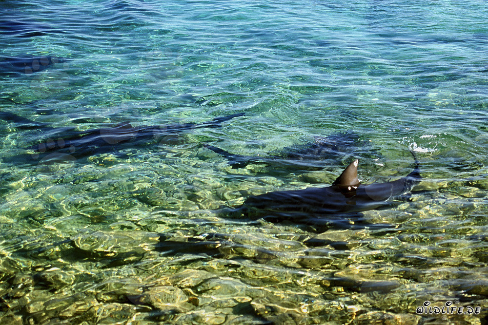 Requins taureaux fascinants dans les eaux peu profondes de Shark Beach