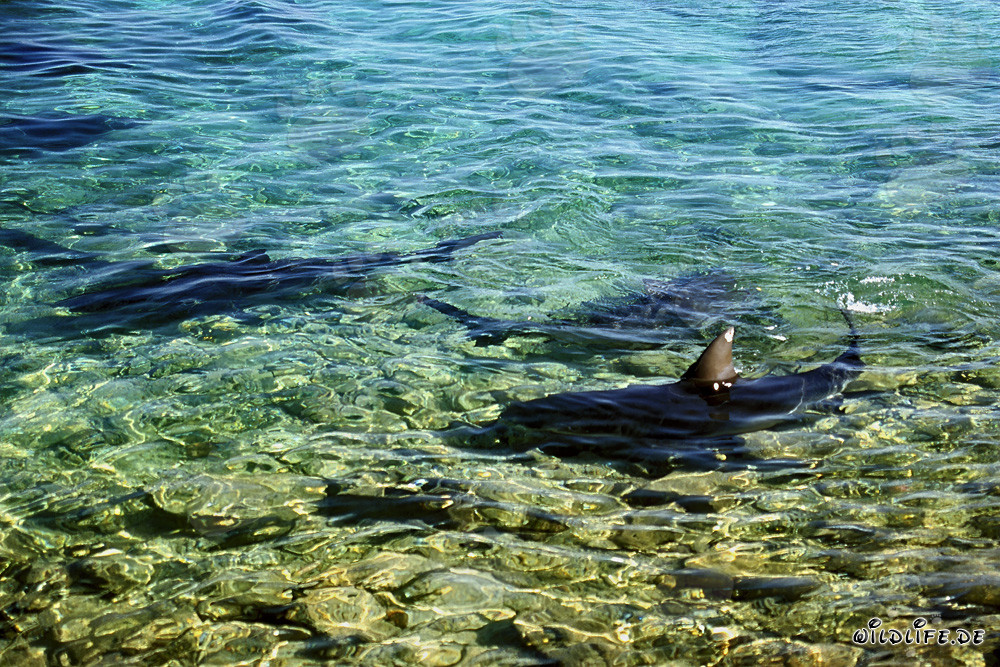 Affascinanti squali toro nelle acque basse di Shark Beach