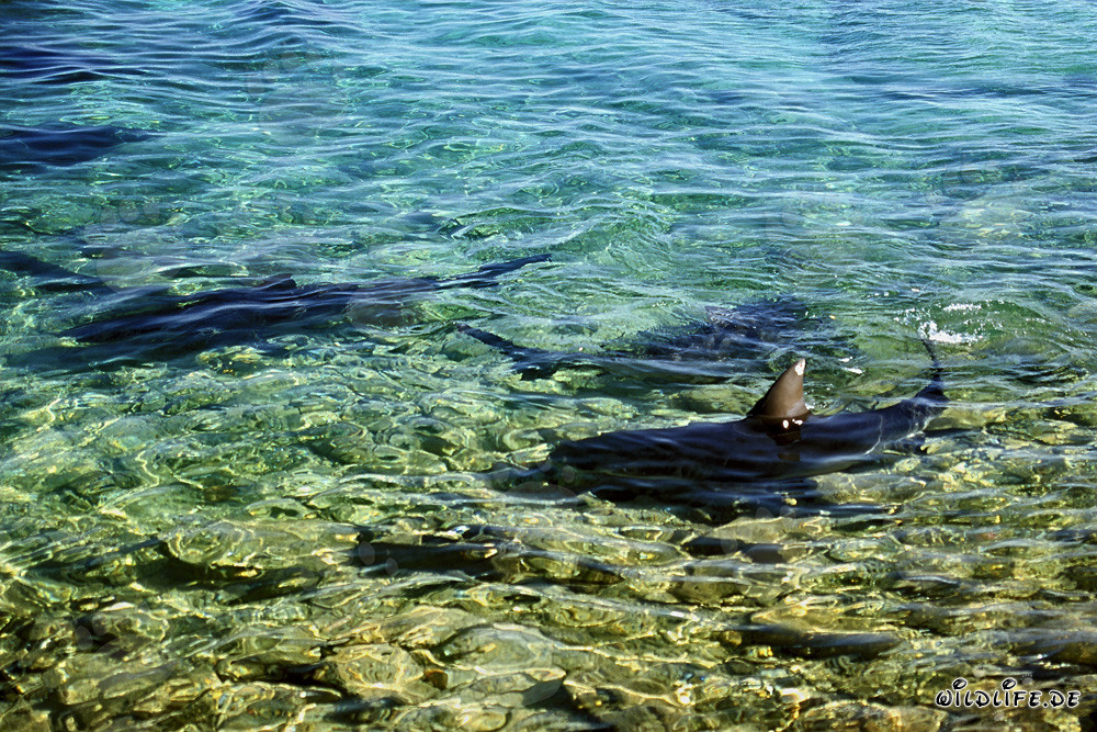 Fascinantes tiburones toro en las aguas poco profundas de Shark Beach