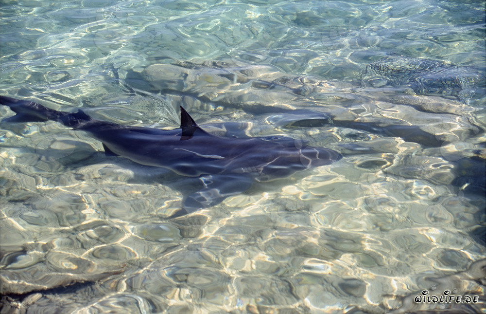 Imposante Aufnahme eines Bullenhais (Carcharhinus leucas) in seiner natürlichen Umgebung