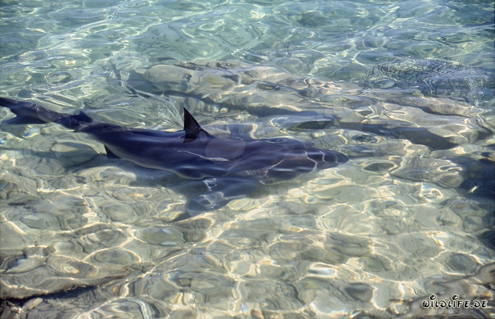 Tiburón toro (Carcharhinus leucas) - Encuentro fascinante en la playa de Walker's Cay
