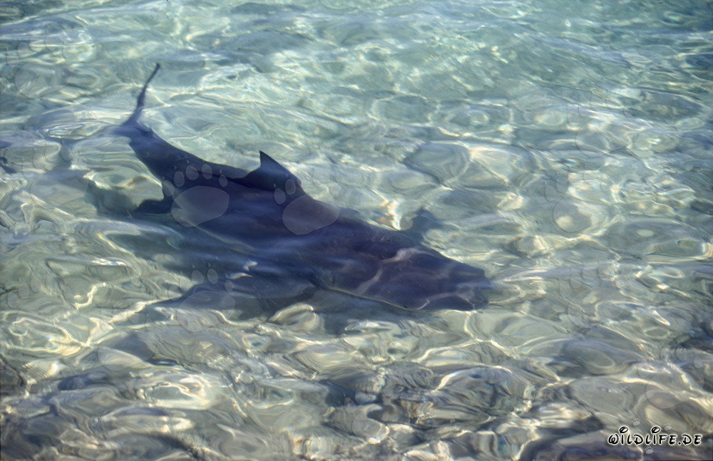 Bull shark right on the beach