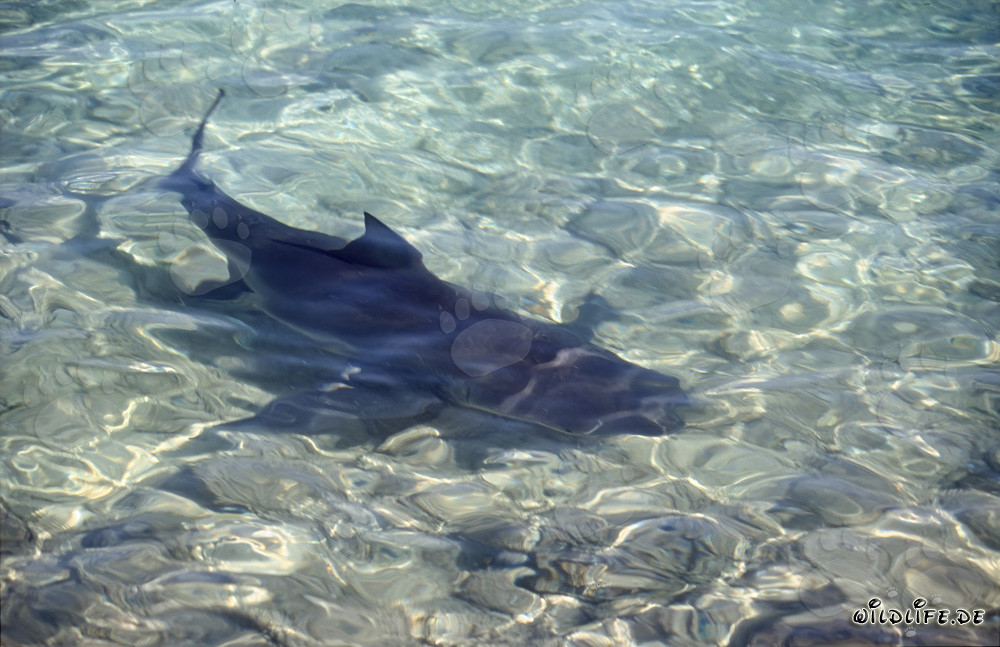 Requin taureau directement sur la plage