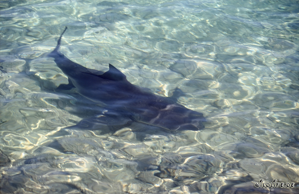 Squalo toro direttamente sulla spiaggia