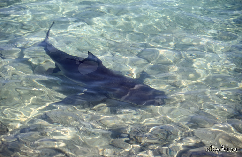 Tiburón toro directamente en la playa