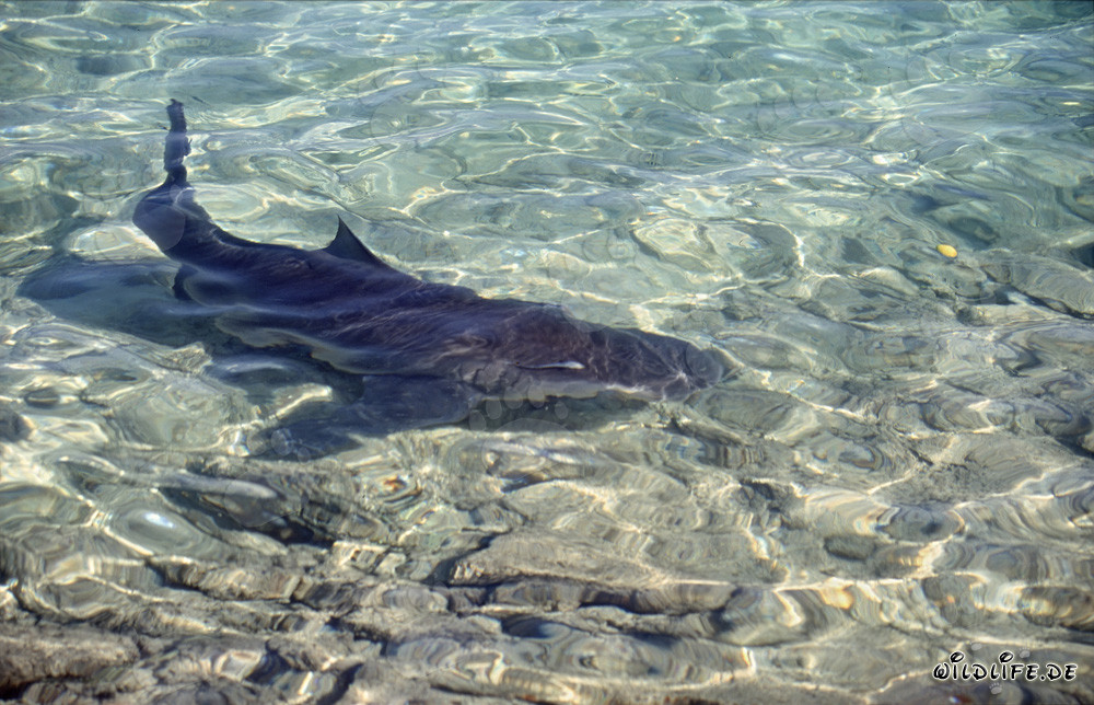 Bullenhai in seichtem Wasser vor Walker´s Cay
