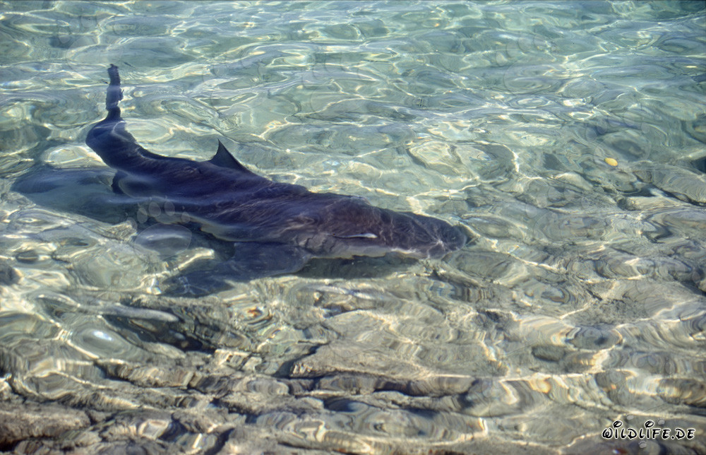 Requin bouledogue dans l'eau peu profonde devant Walker´s Cay