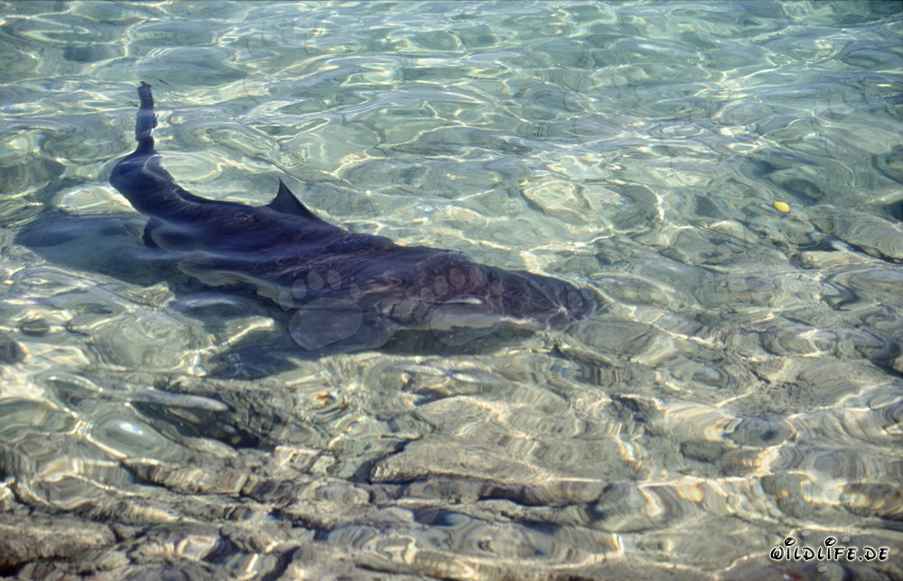 Squalo toro in acque basse di fronte a Walker´s Cay