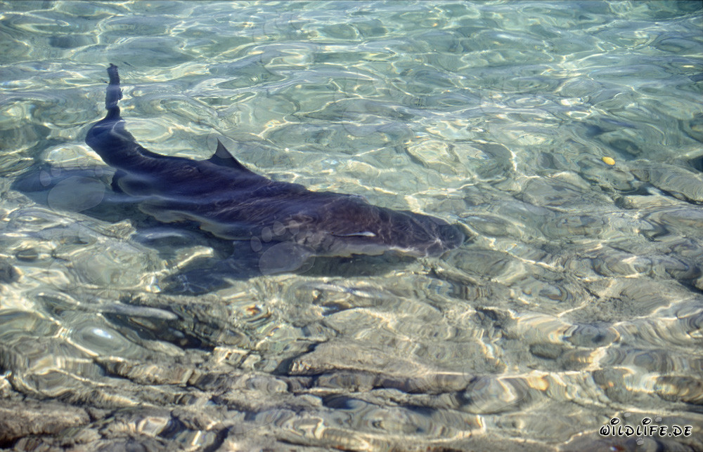 Tiburón toro en aguas poco profundas frente a Walker´s Cay