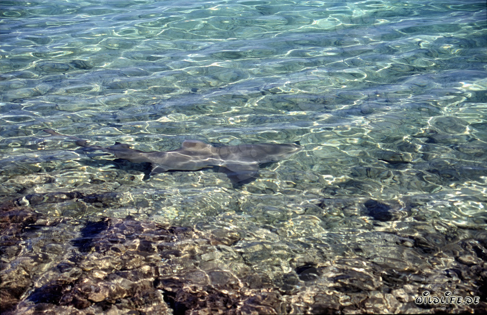 Majestic Bull Shark gracefully swimming in shallow water off Walker's Cay