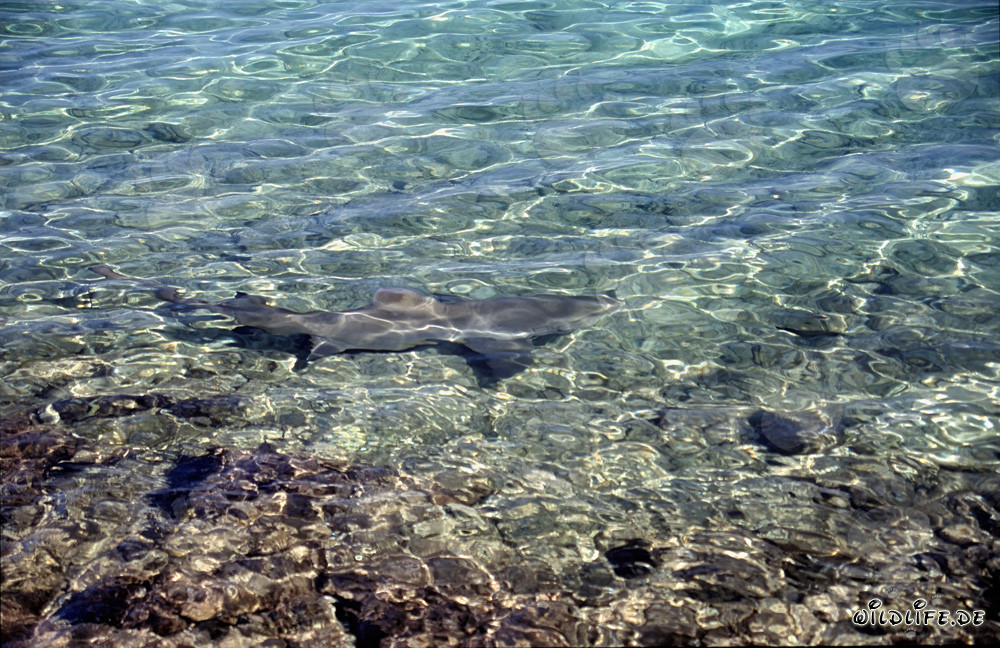 Imposanter Bullenhai schwimmt elegant im flachen Wasser vor Walker's Cay