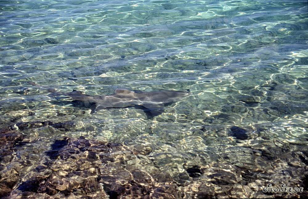 Requin-baleine impressionnant nage élégamment dans les eaux peu profondes devant Walker's Cay