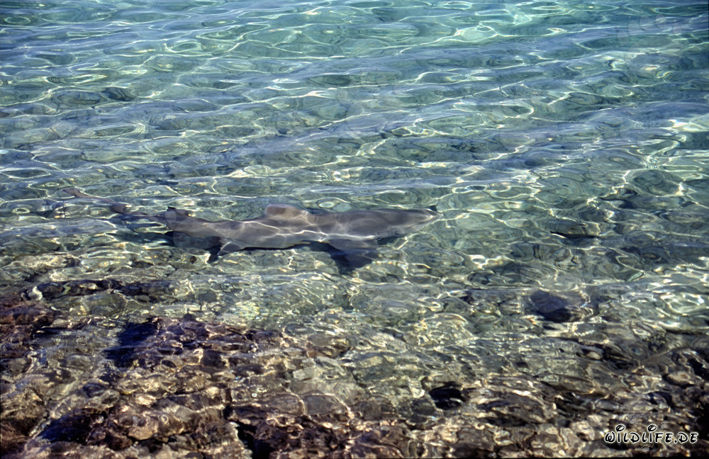 Imponente squalo toro nuota elegantemente nelle acque basse di fronte a Walker's Cay