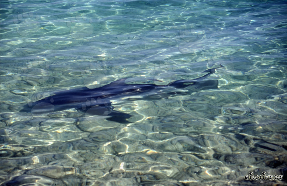 Bull Shark - Majesty of the Seas in Shallow Waters