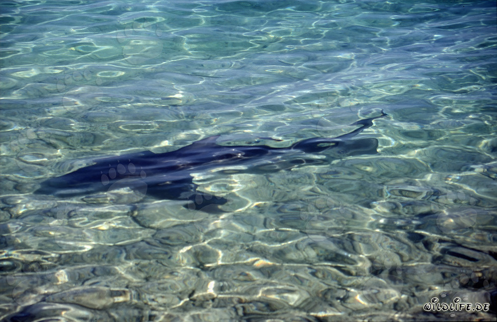 Requin taureau - Majesté des mers dans les eaux peu profondes