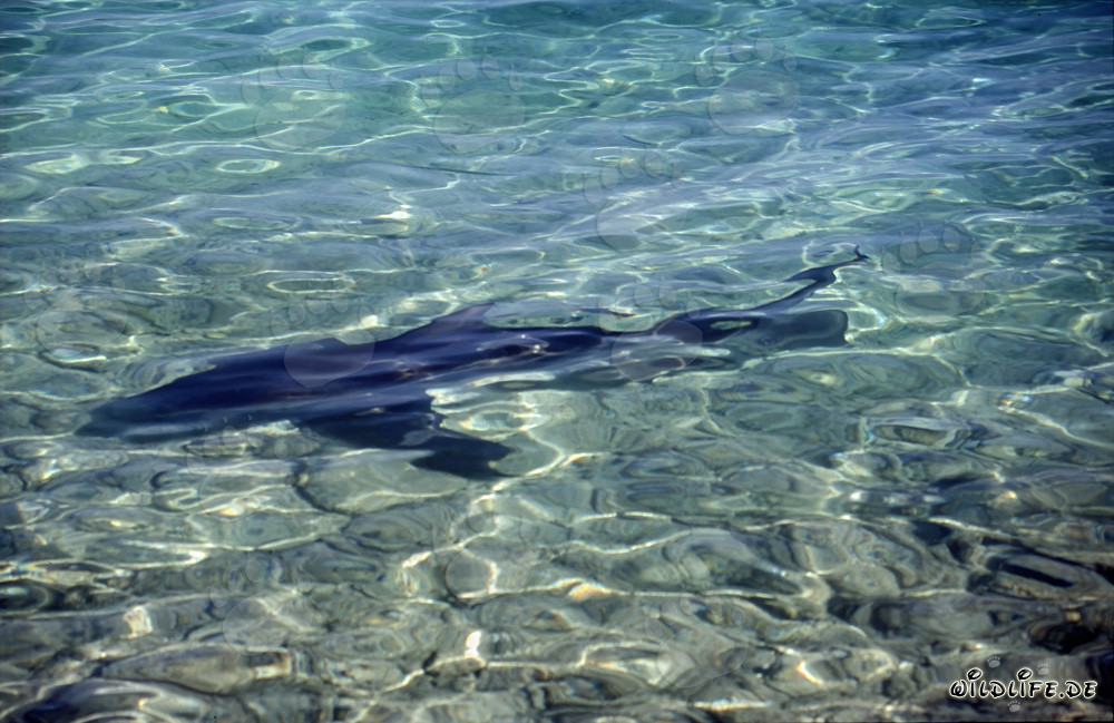 Tiburón toro - Majestuosidad de los mares en aguas poco profundas