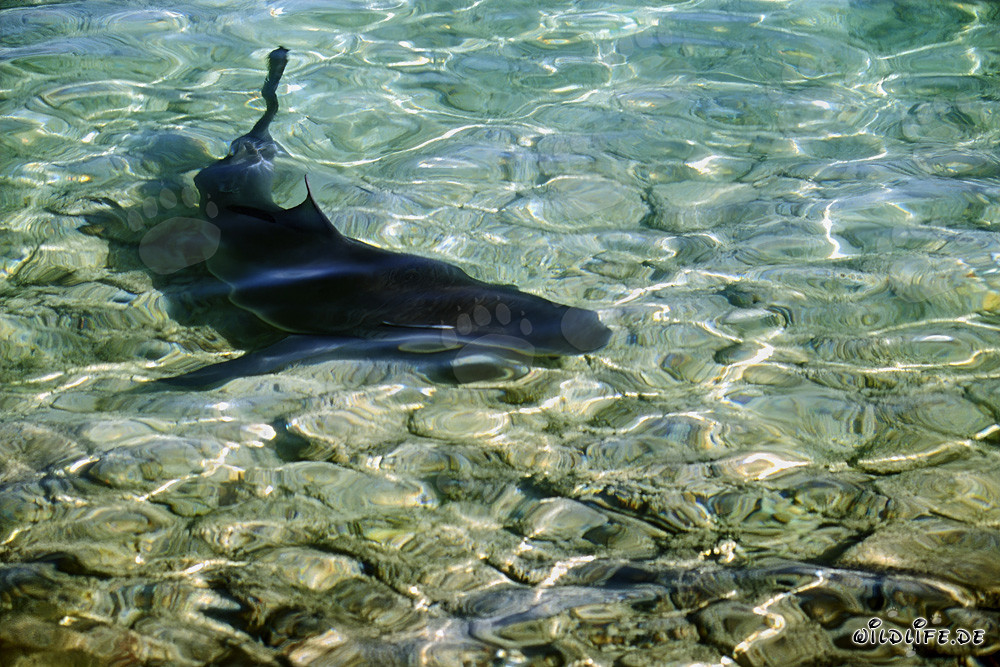 Bull Shark at the Shore of Walker's Cay - Majestic Predator of the Seas