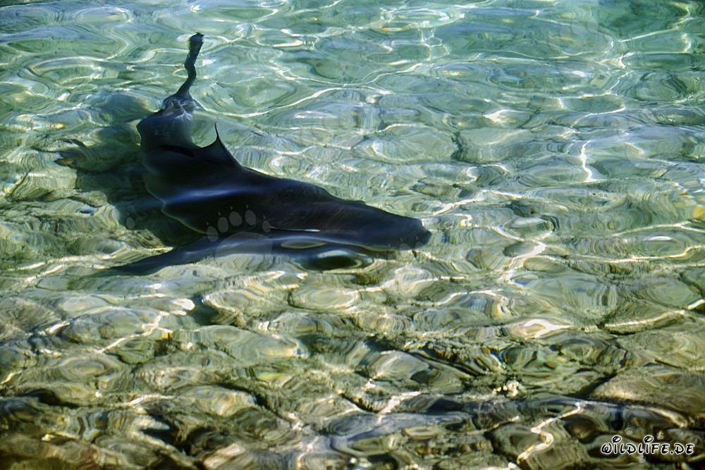 Bullenhai beim Ufer von Walker's Cay - Majestätisches Raubtier der Meere