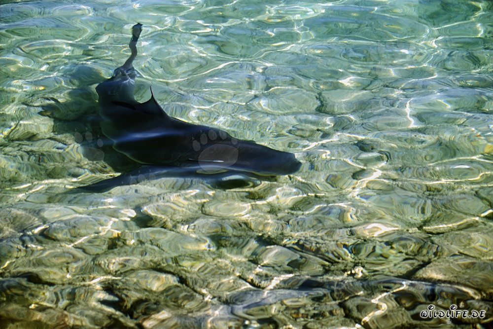 Requin taureau au large de Walker's Cay - Majestueux prédateur des mers