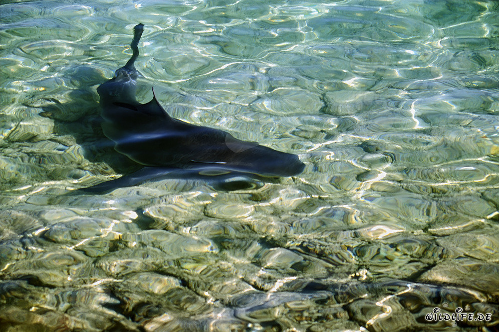 Tiburón toro en la orilla de Walker's Cay - Majestuoso depredador marino