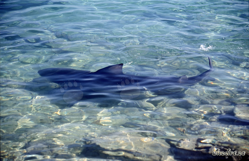Ein majestätischer Bullenhai (Carcharhinus leucas) direkt am Strand