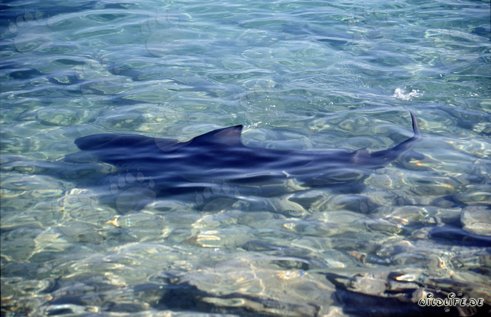 Encounter with a majestic Bull Shark at the beach
