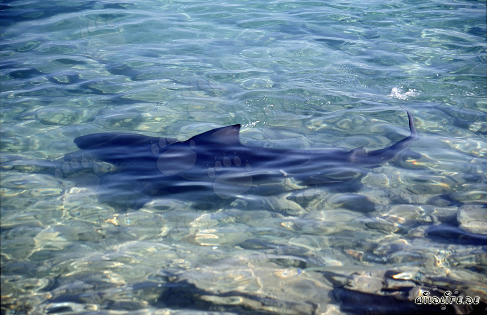 Rencontre avec un majestueux requin taureau sur la plage