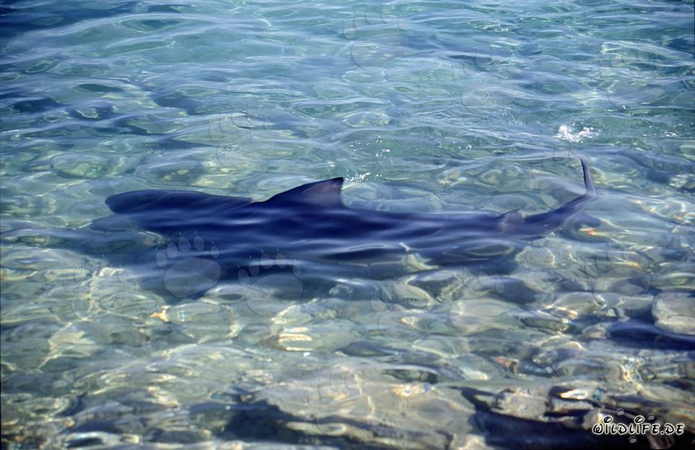 Incontro con uno squalo toro maestoso sulla spiaggia
