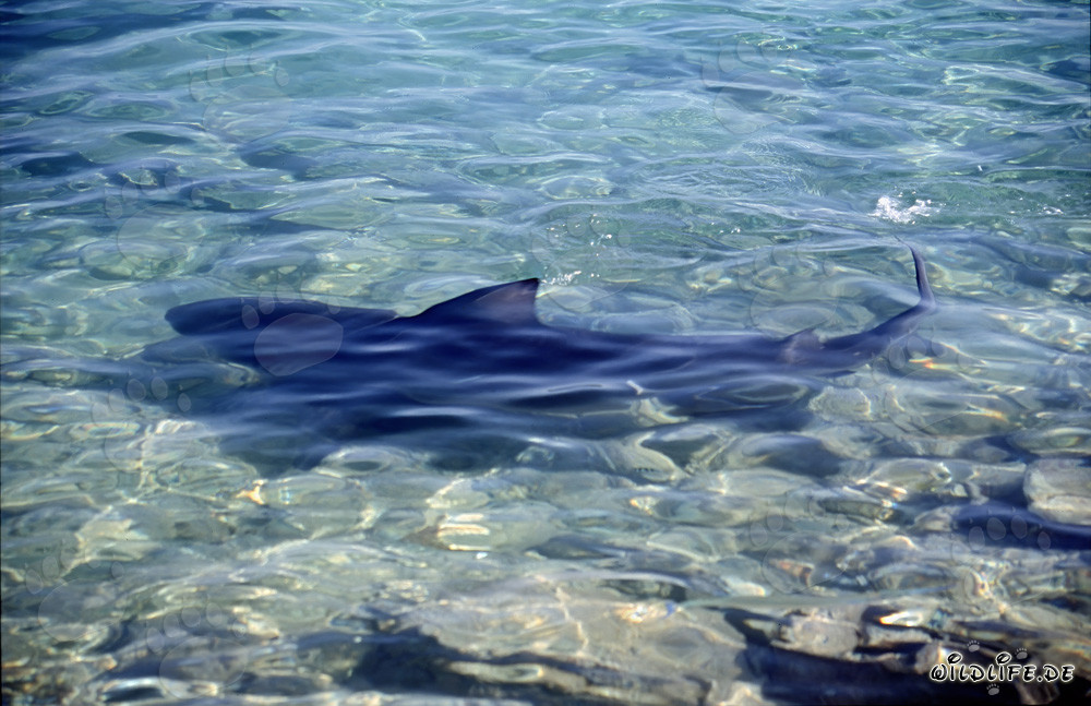 Encuentro con un majestuoso tiburón toro en la playa
