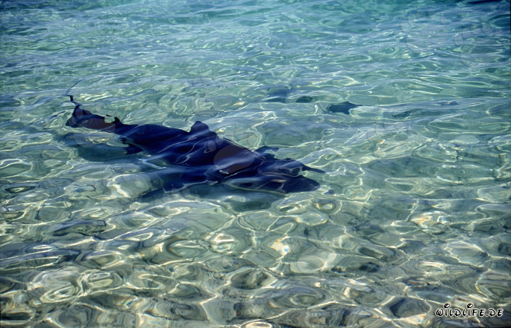 Bullenhai schwimmt an Walker's Cay auf den Strand zu