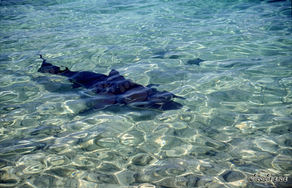 Requin-taureau nage vers la plage de Walker's Cay