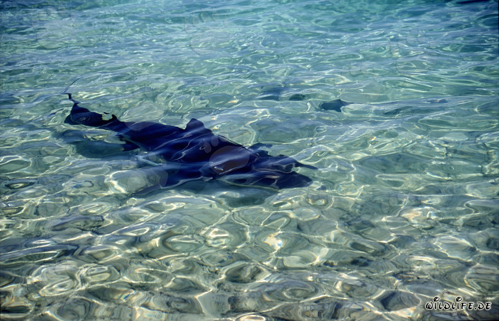 Squalo toro nuota verso la spiaggia di Walker's Cay