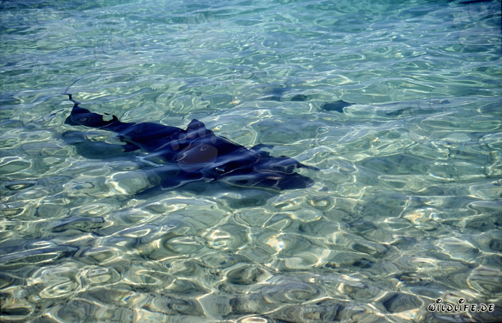 Tiburón toro nada hacia la playa de Walker's Cay
