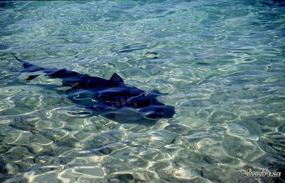 Fascinating Bull Shark in shallow water off Walker's Cay