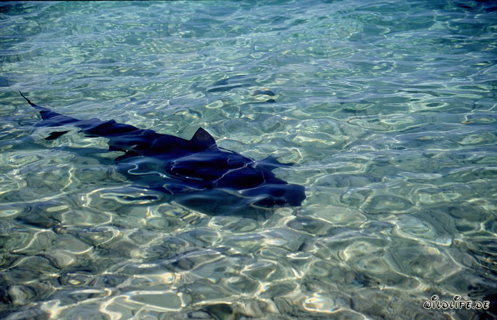 Faszinierender Bullenhai in flachem Wasser vor Walker´s Cay