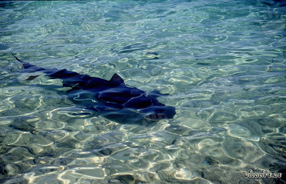 Requin taureau fascinant dans les eaux peu profondes de Walker's Cay
