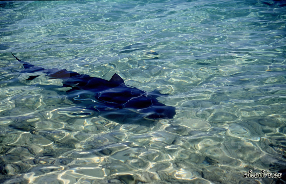 Affascinante squalo toro in acque basse di Walker's Cay